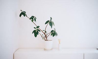 Plant in White Pot