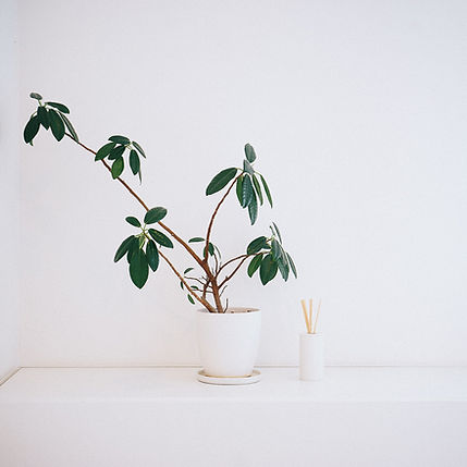 Plant in White Pot