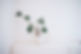 Plant in White Pot