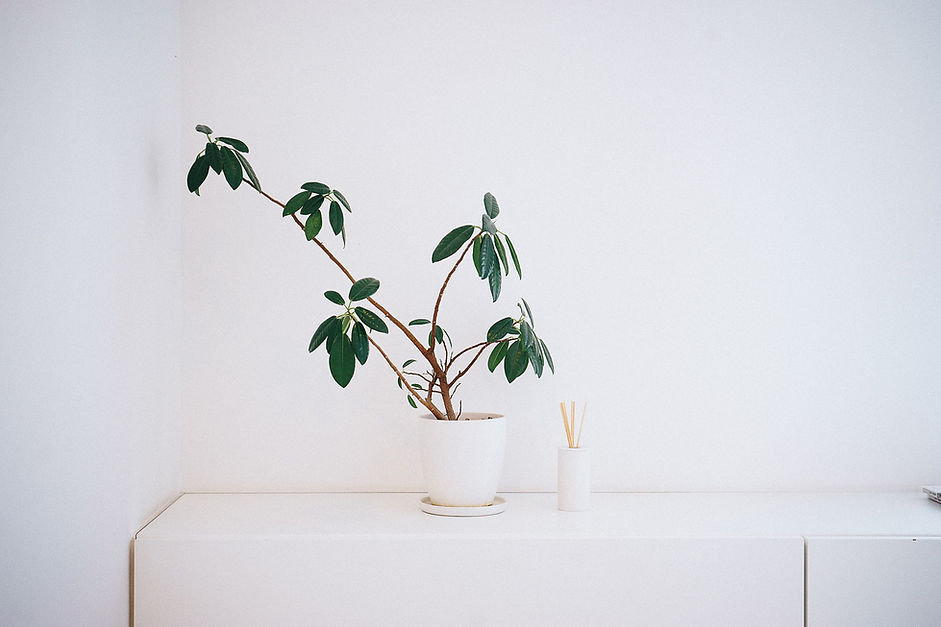 Plante en pot blanc