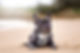 Portrait Of A Dog Sitting On Sand