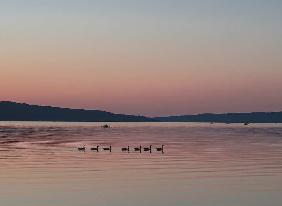Swans