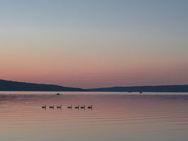 Ducks on a pond