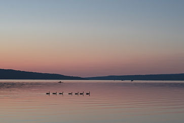Cygnes