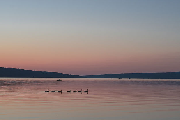 Cygnes