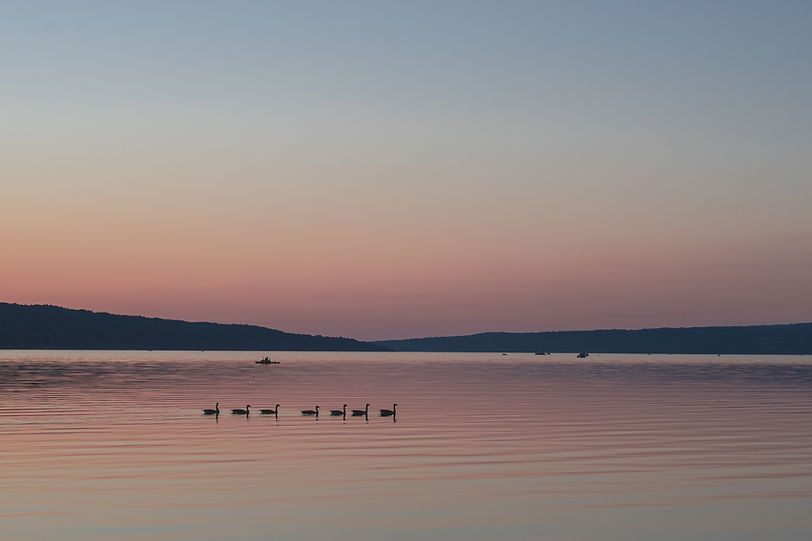 Swans