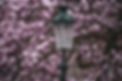 Cherry tree