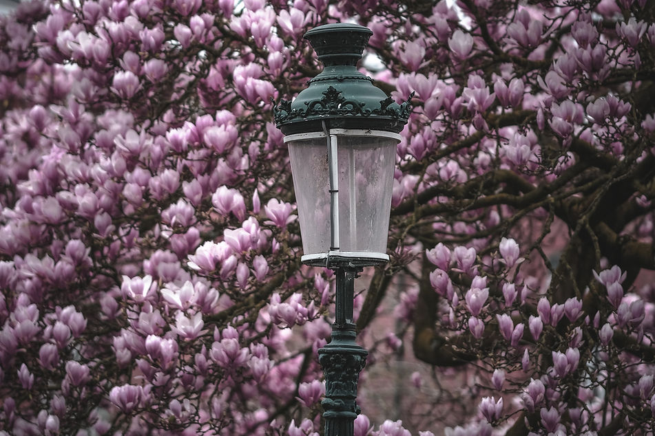 Cherry tree