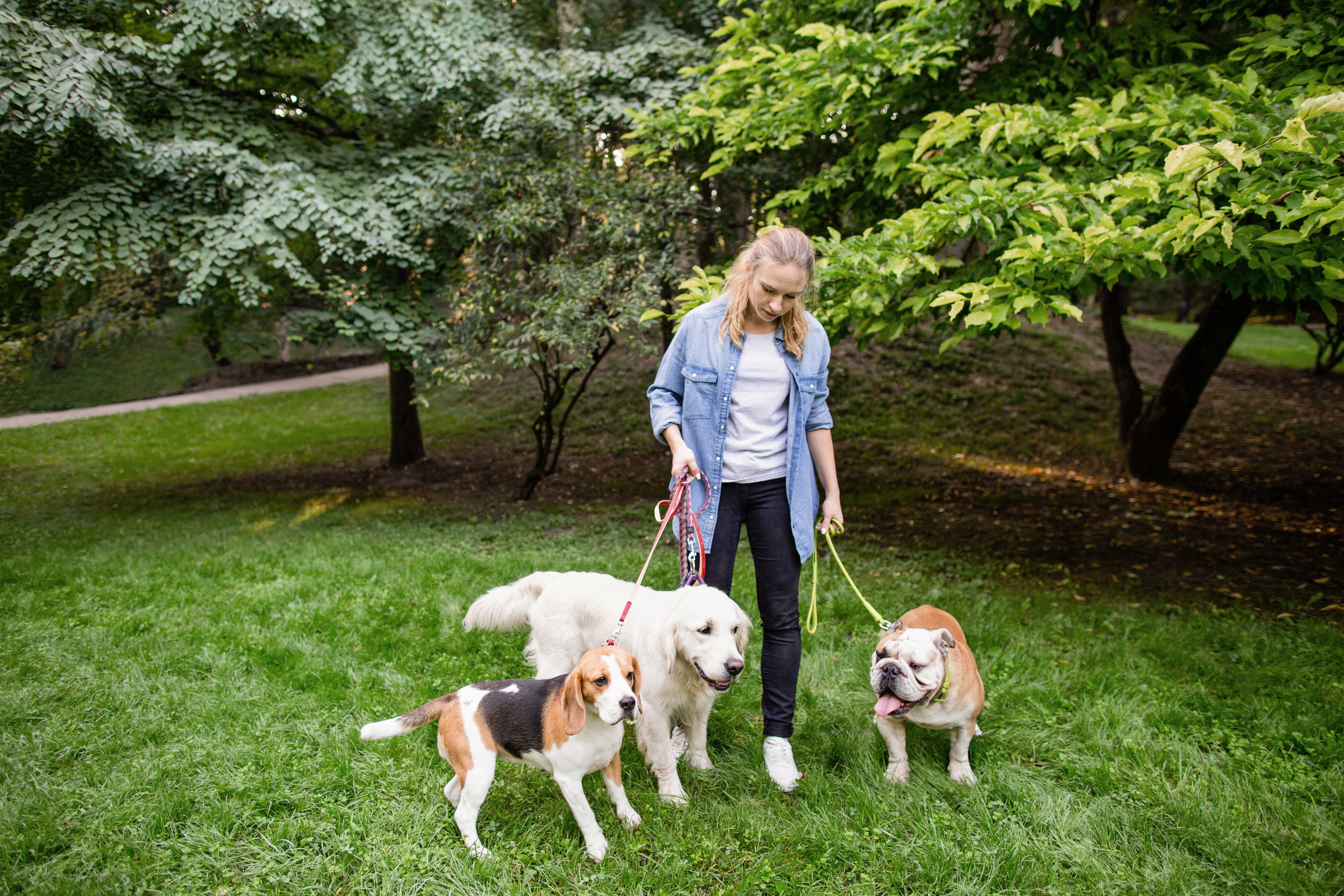 Woman Walking Dogs