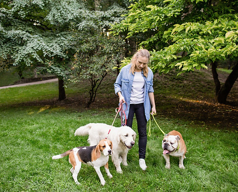 Woman Walking Dogs