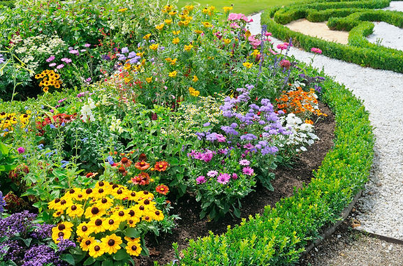 Curved flowerbed filled with vibrant multi coloured flowers and a box hedge