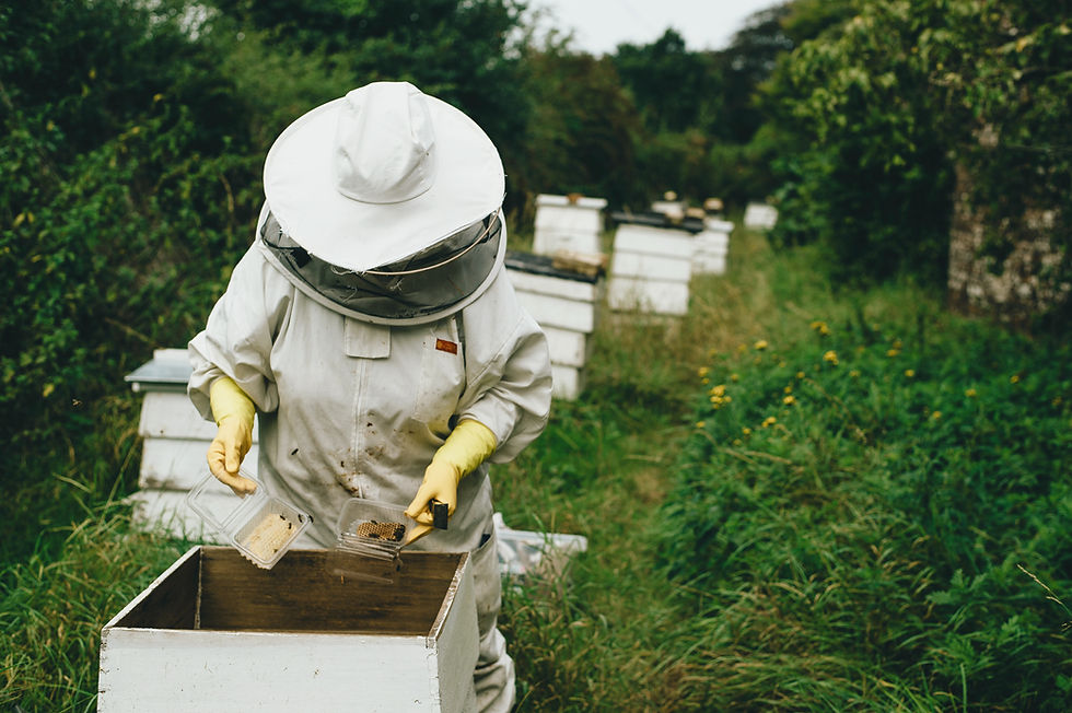 Beekeeper Handling Hive