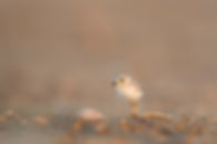 Bebé pájaro al aire libre