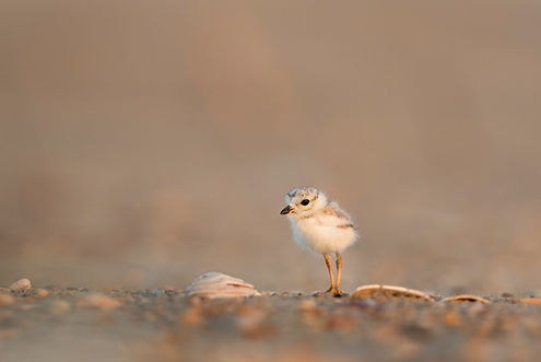 Adorable chick