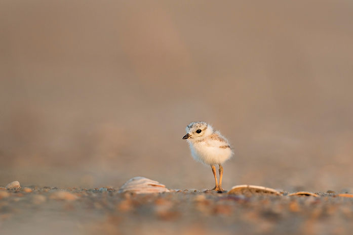 Adorable Chick