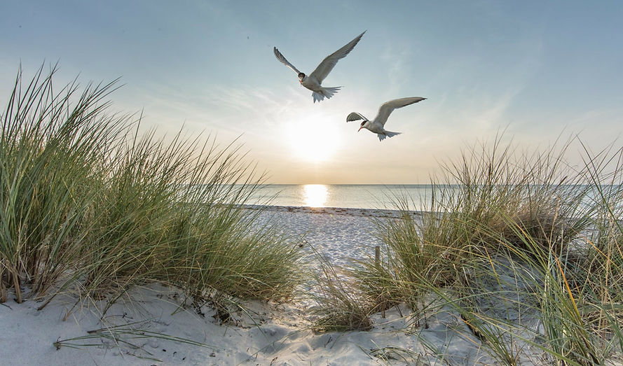 Birds