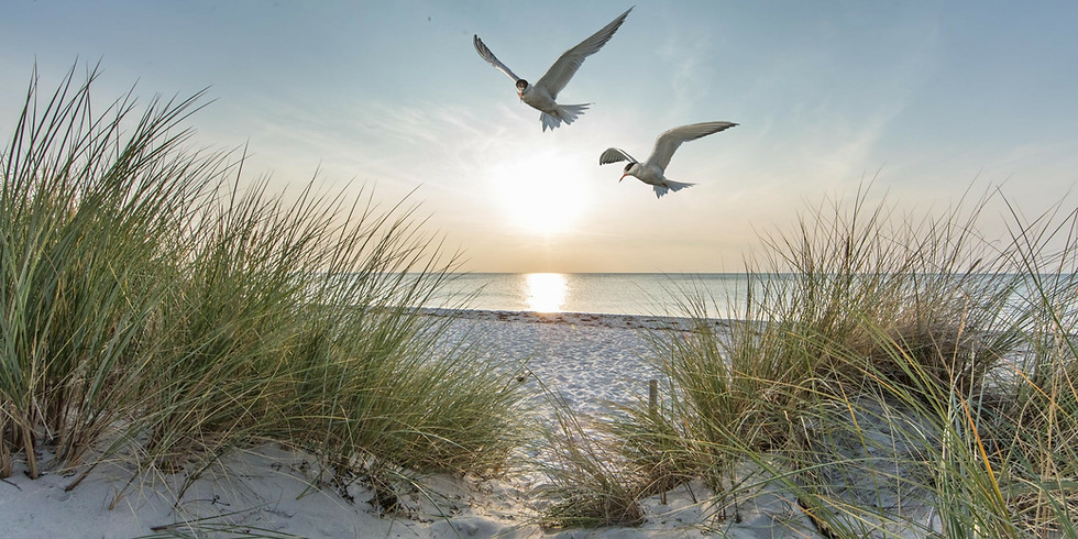 Intro to Gull, Tern, and Shorebird ID