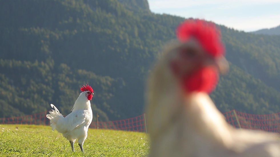 Chickens in Scenic Field
