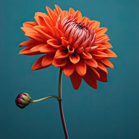 A Kiss from Rose | Let The Flowers Bloom