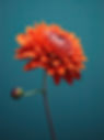 Orange Dahlia