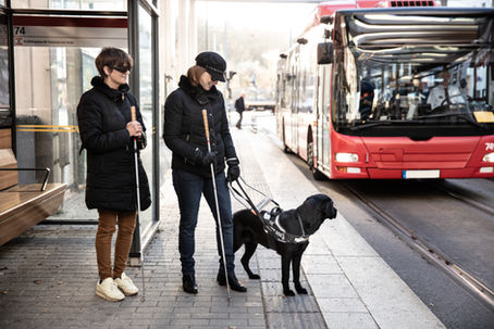 chien d'assistance voyageant avec son maître devant un bus en ville