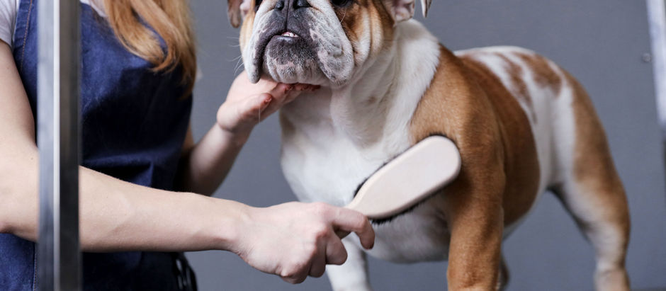 Expert Tips to Keep Your Sanity During Shedding Season in Sioux Falls!