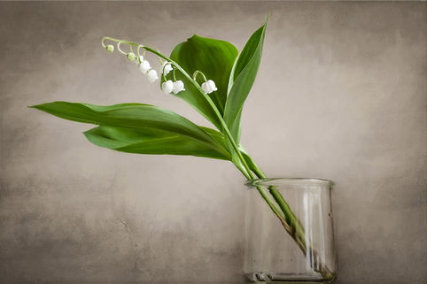 Brin de muguet dans un pot en verre