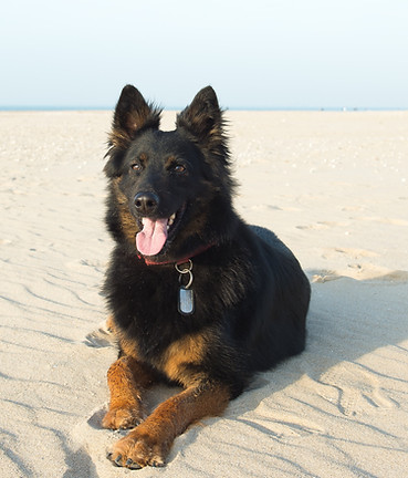 Chien à la plage