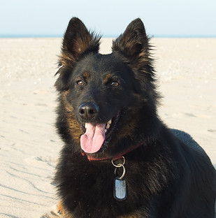 Perro en la playa