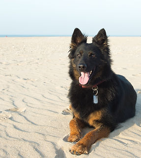 Chien à la plage