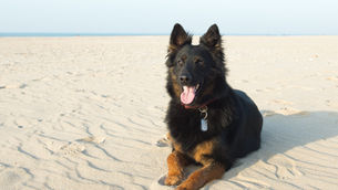 New Research for Canine Idiopathic Epilepsy