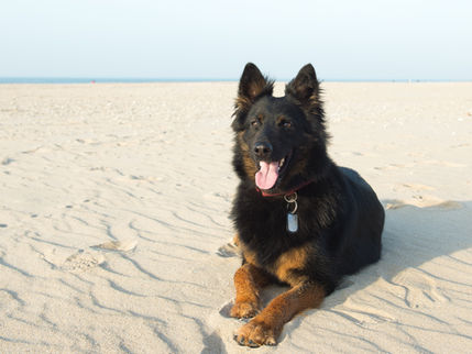 Woof-tastic Tax Deductions: Can Your Guard Dog Save You Money?