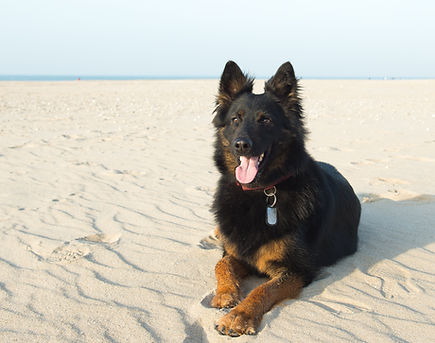 Dog at the Beach