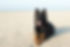 Hund am Strand
