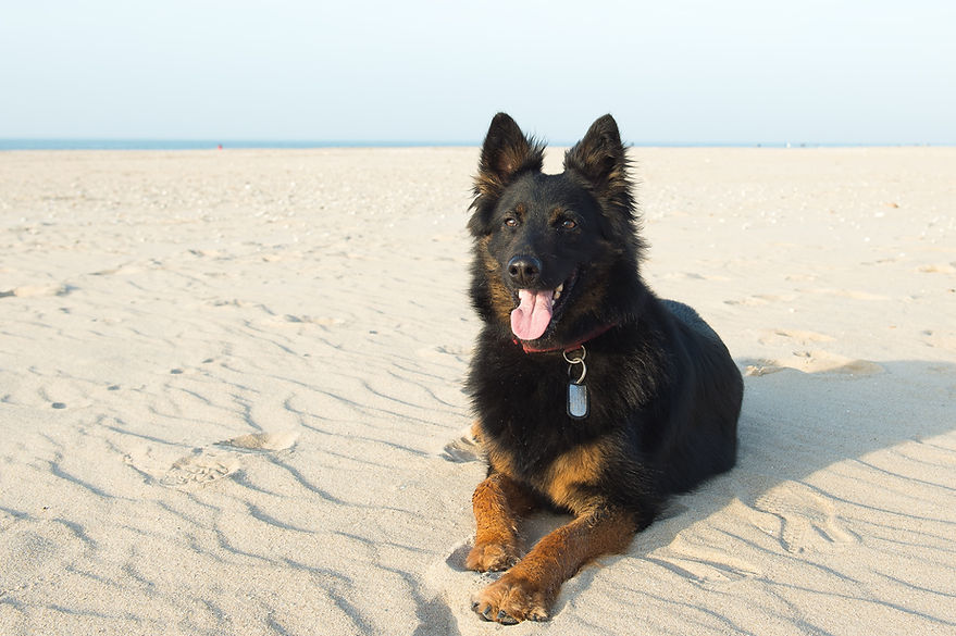 Chien à la plage