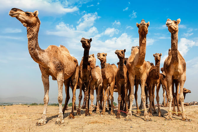 camellos