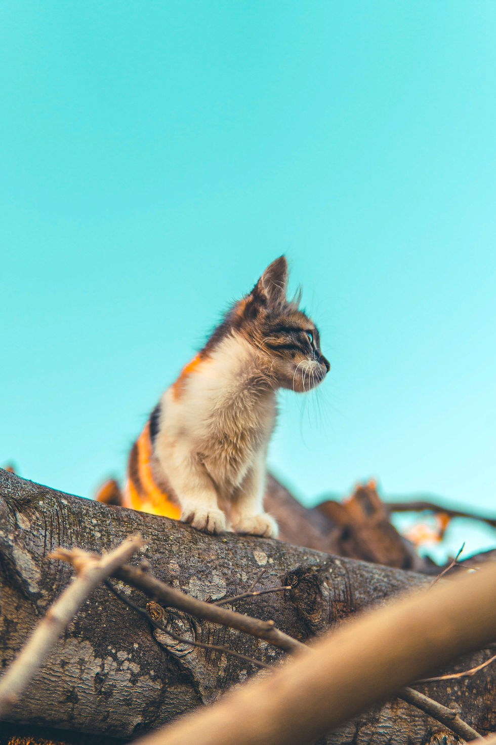 Kočky, příroda a my / benefice pro útulek LuckyCats