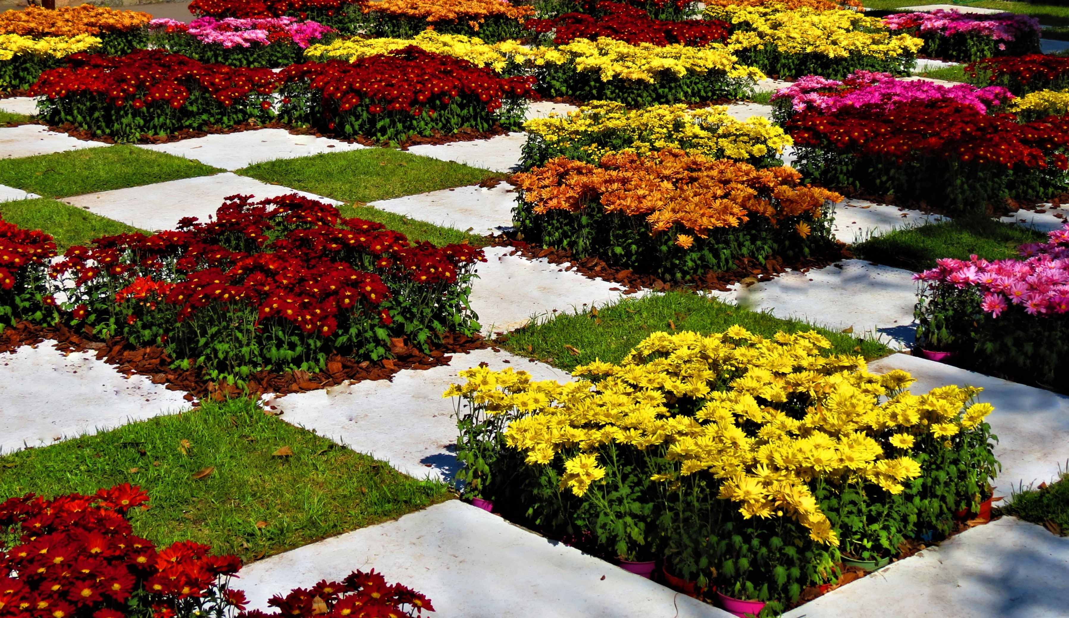 flores