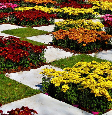 Fleurs