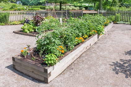 Vegetable Garden