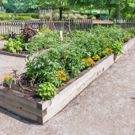 raised garden beds