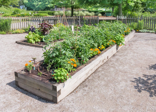 Vegetable Garden