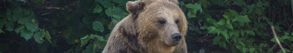 座っているヒグマ