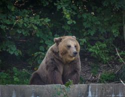 Brown bear sitting down