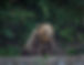 Brown bear sitting down