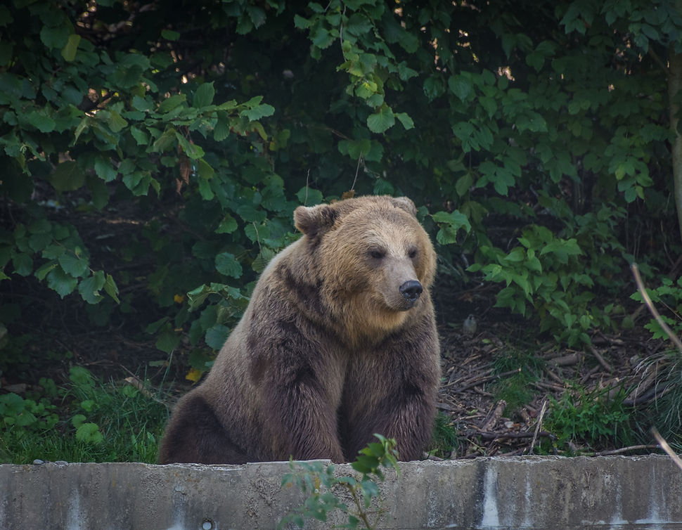 Brown bear sitting down