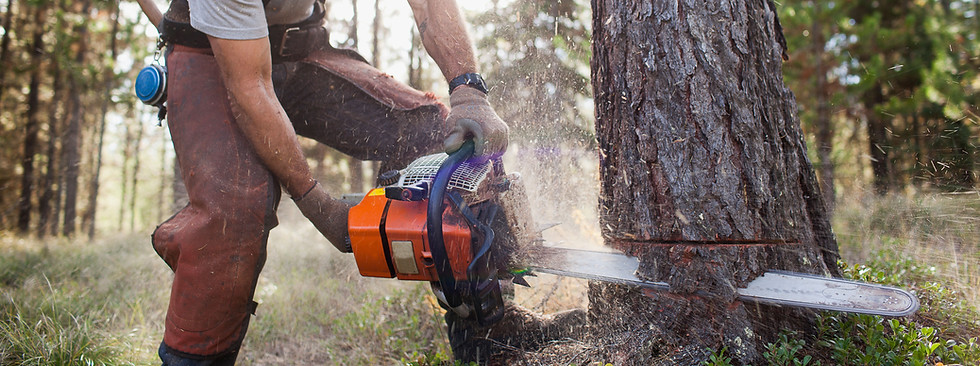 Lumberjack Cutting Tree