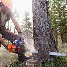 Lumberjack Cutting Down Trees