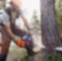 Lumberjack Cutting Down Trees