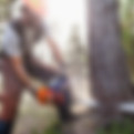 Lumberjack Cutting Down Trees